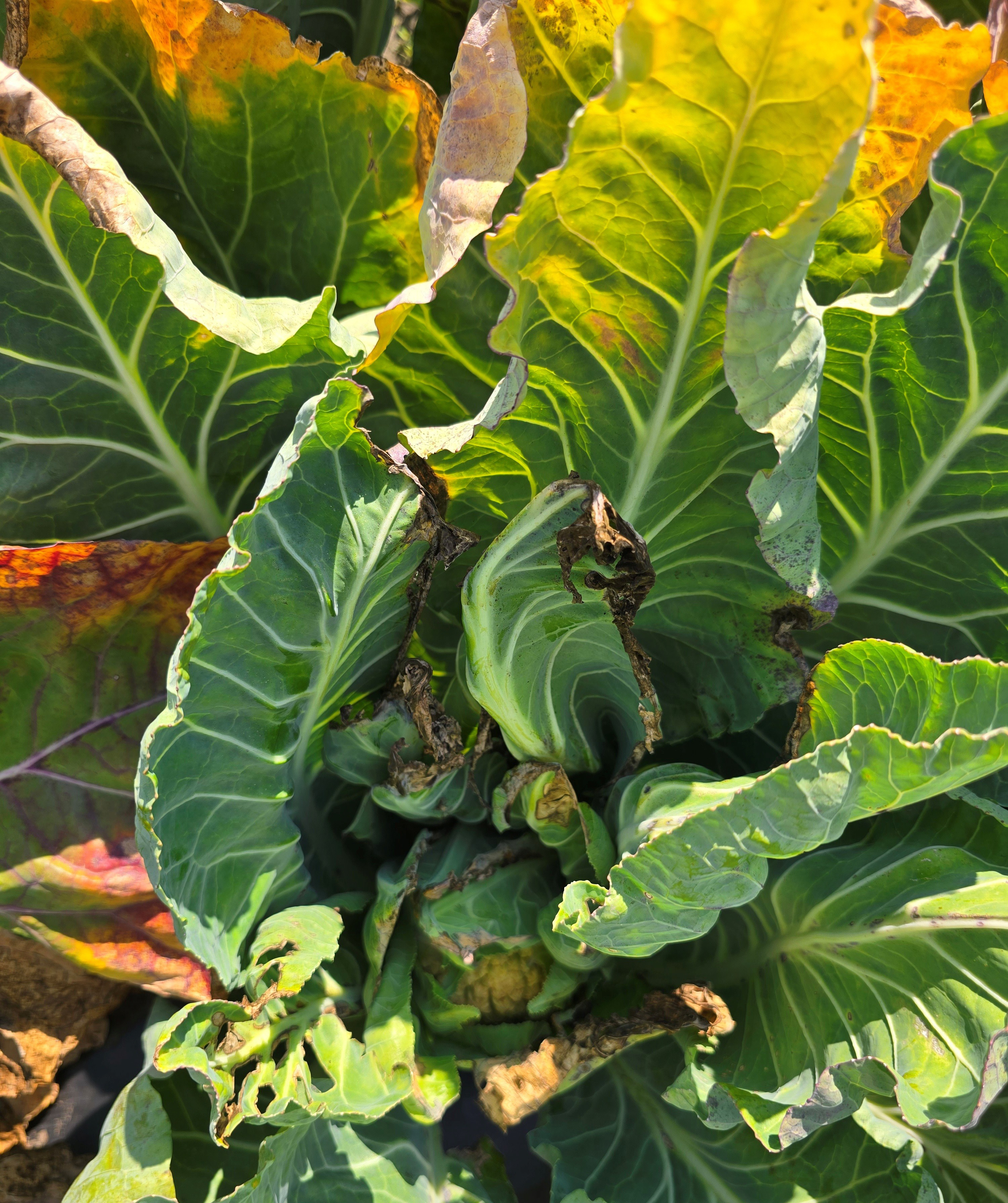 Tip burn on cauliflower leaves.